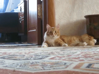 arching-kitty1-gif.62131