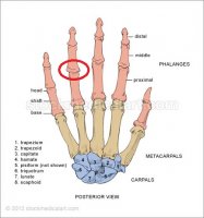 hand-bones-dorsal-hand.jpg