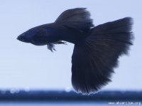 _178697757_black_guppy.jpg