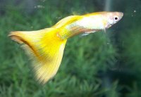 Yellow-Guppy.jpg