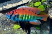 haplochromis-ch44-victoria-cichlide-m.jpg