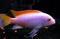 pseudotropheus-greshakei-malawi-cichlide-albino-ml.jpg