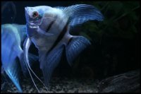 pterophyllum-scalare-filipijnse-blue-ghost.jpg