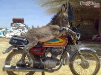 funny-donkey-bike.jpg