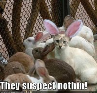 27102d1259817482-few-funnies-funny-pictures-cat-disguised-rabbit.jpg