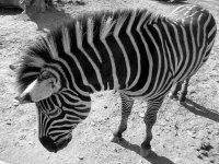 zebra's body.jpg