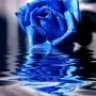 ~Blue Rose~