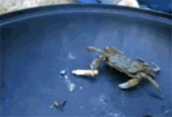 1374260174671.gif