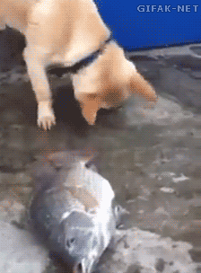 1428175799226.gif