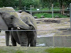 1463666178121.gif