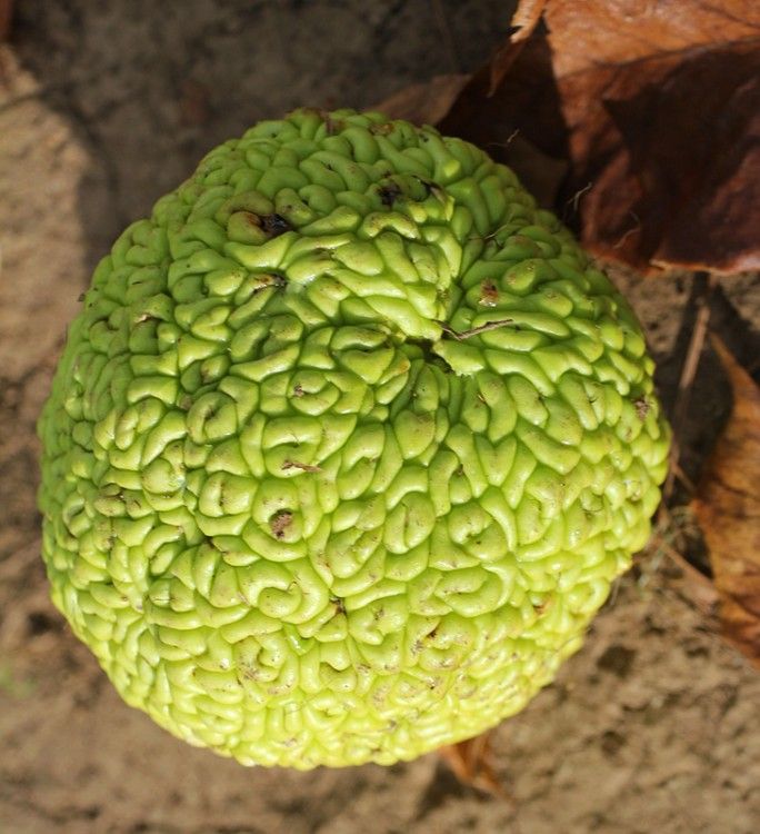 1a026db645e1ef9689314f8582d9ea45--maclura-pomifera-asking-questions.jpg