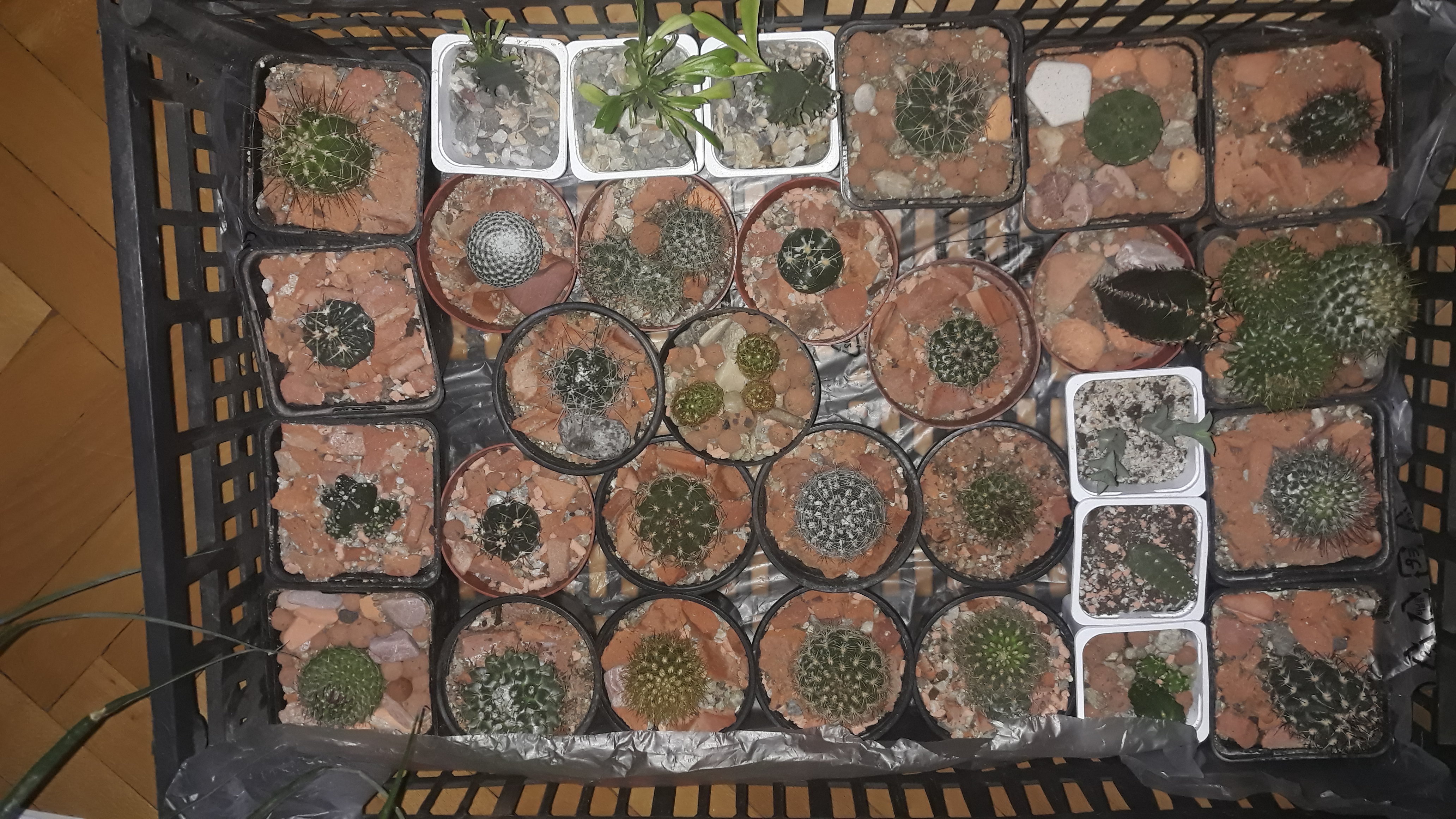 20190330_060639.jpg
