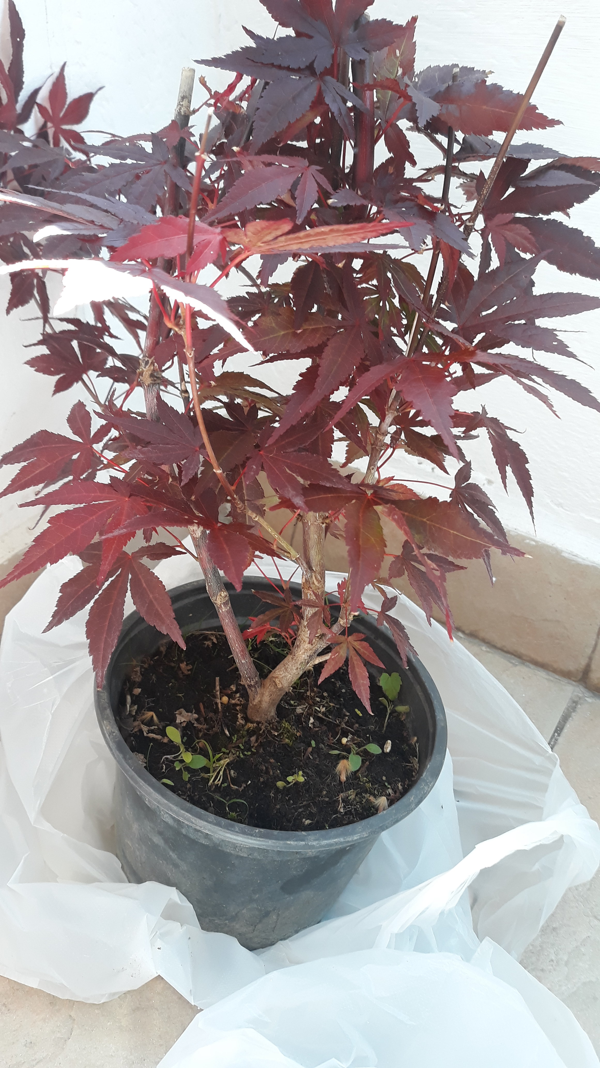 20190518_141837[1].jpg