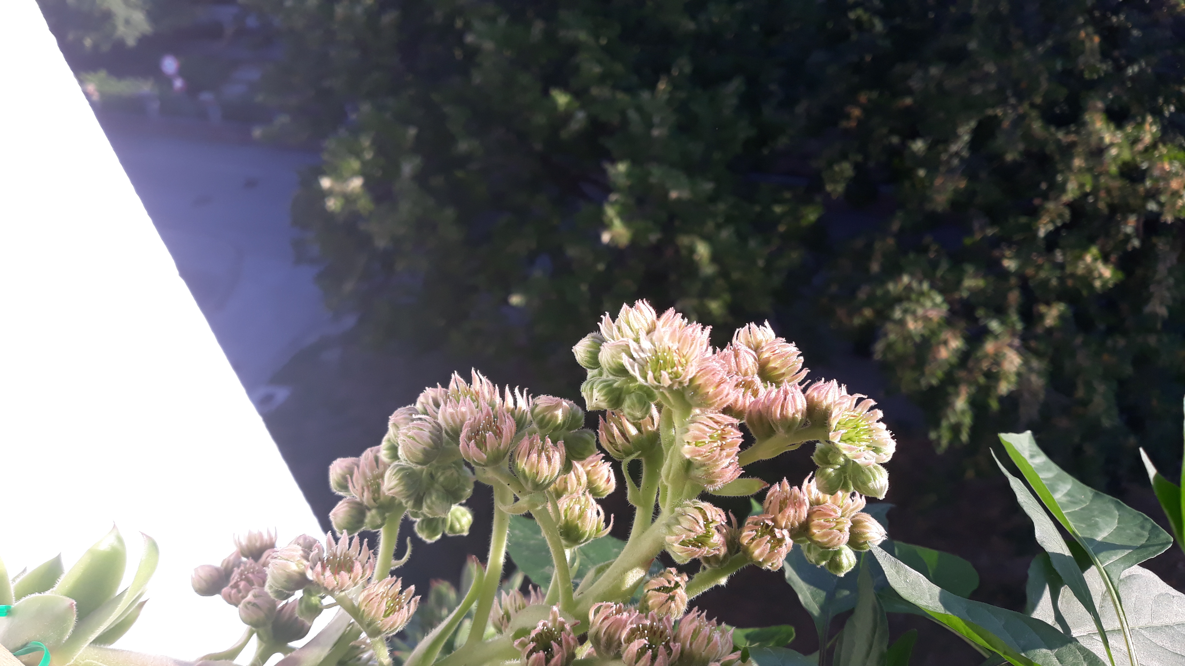 20190717_064024.jpg