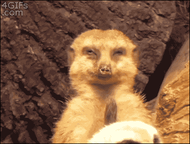 317599.gif