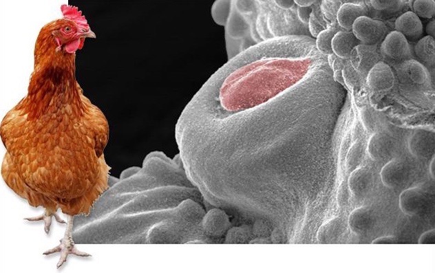 chicken-penis.jpg