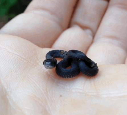 7cf.gif