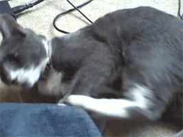 aBKYpZP_460sa.gif