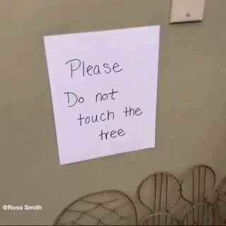Анархо баба.gif
