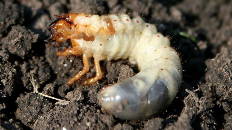 chafer-grubs.jpg