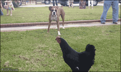 Чикн.gif