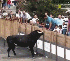 DDH3uvbTNimmHHVYPq8E_Taunting a Bull.gif