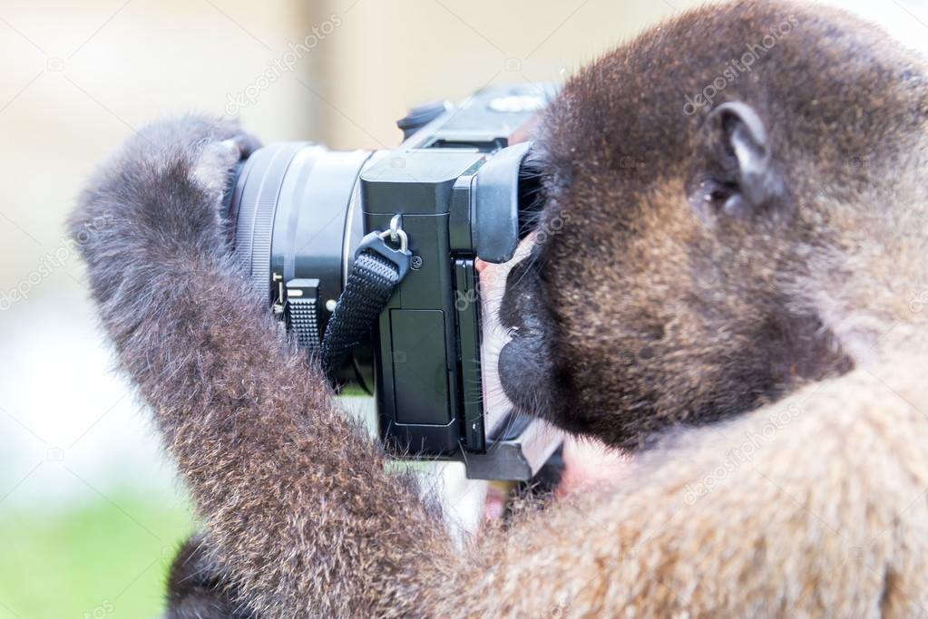 depositphotos_85717286-stock-photo-monkey-using-a-camera.jpg