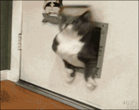 DismalEnchantingGrunion.gif