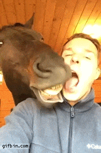 FPZO9cRJSf3bm37LBnXO_Man Horse Lick.gif