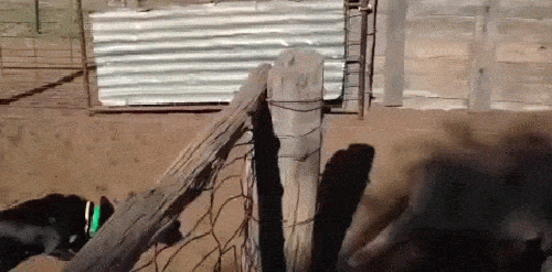 g-22.gif