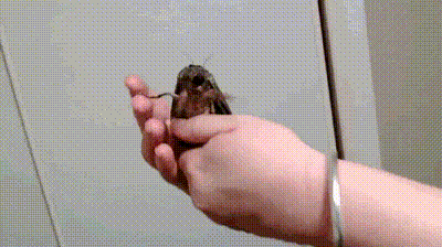 gi-10.gif