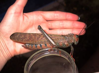 Giant_Grasshopper_hand 400.jpg