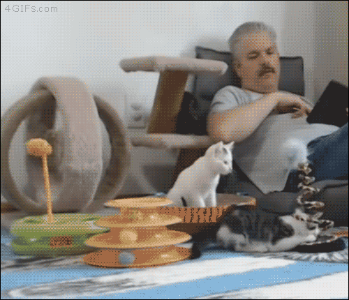 gif-1.gif