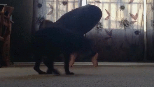 gif-10.gif