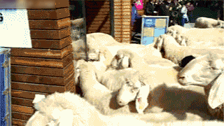 gif-29.gif