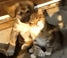 gif-7.gif
