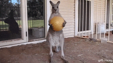 keng.gif