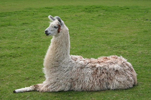 lama1.jpg
