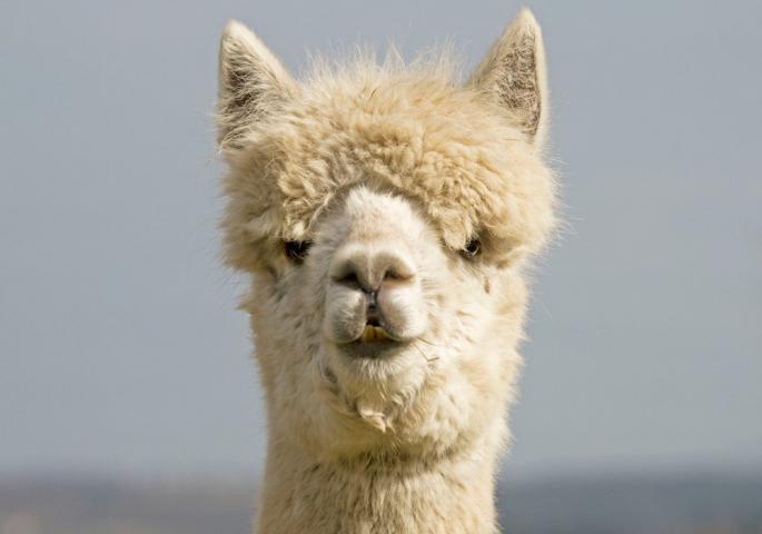 lama2.jpg