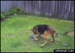 lrYgS.gif.pagespeed.ce.vGHo5poHsu.gif