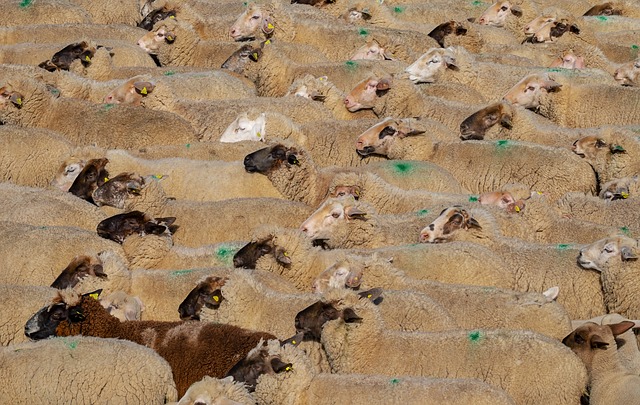 sheeps-gc08bcfe97_640.jpg