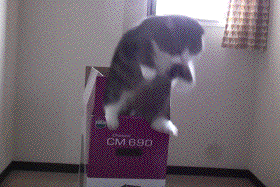 sobir.gif