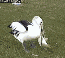 teshko.gif