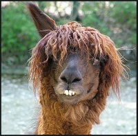 lama.jpg