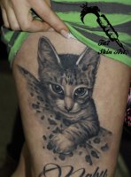 cat01.JPG