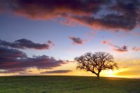 Lone Tree Hills, Paso Robles, California.jpg