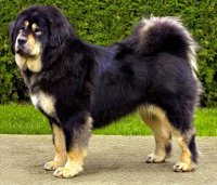 beautiful-tibetan-mastiff-dog.jpg
