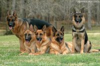 german-shepherd-dogs.jpg