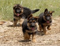 german-shepherd-puppies.jpg