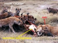 hyenas-lions-gnu-660x495.jpg